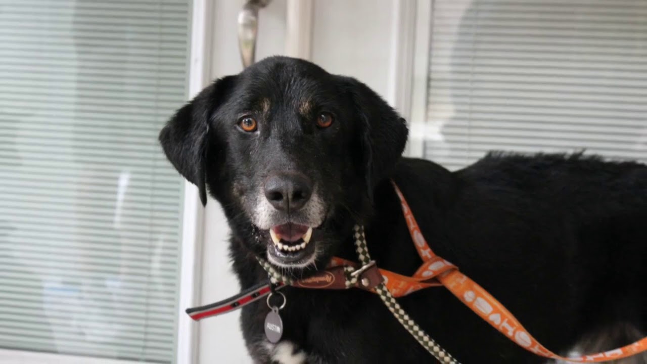 Community Pet Care Texas YouTube