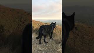 Wolf howls at sunset