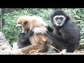 ハリちゃんは9ヶ月・シロテテナガザル