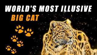 The Most Illusive Big Cat in The World