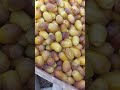 التمر الزهدي التمر الزهدي