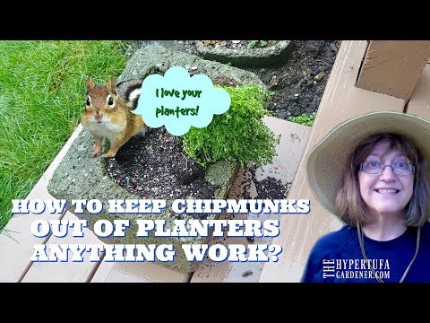 Video: Om ontslae te raak van chipmunks - wenke vir chipmunk beheer in tuine