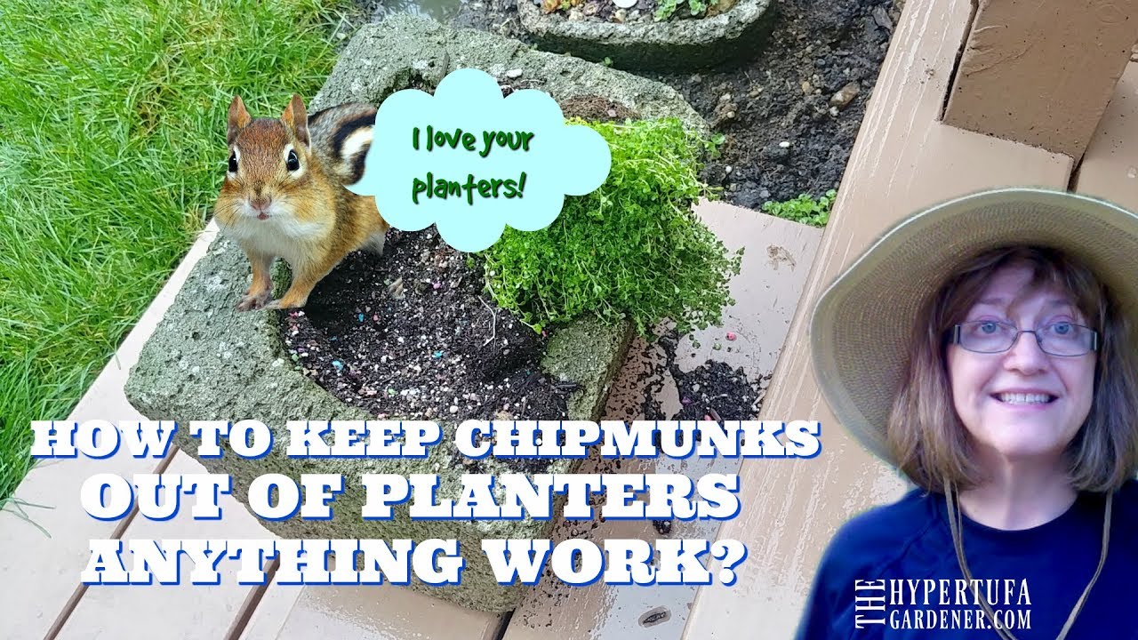 How To Keep Chipmunks Out Of Planters It Works Youtube