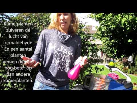 Video: Kamerplanten Voor Betere Lucht