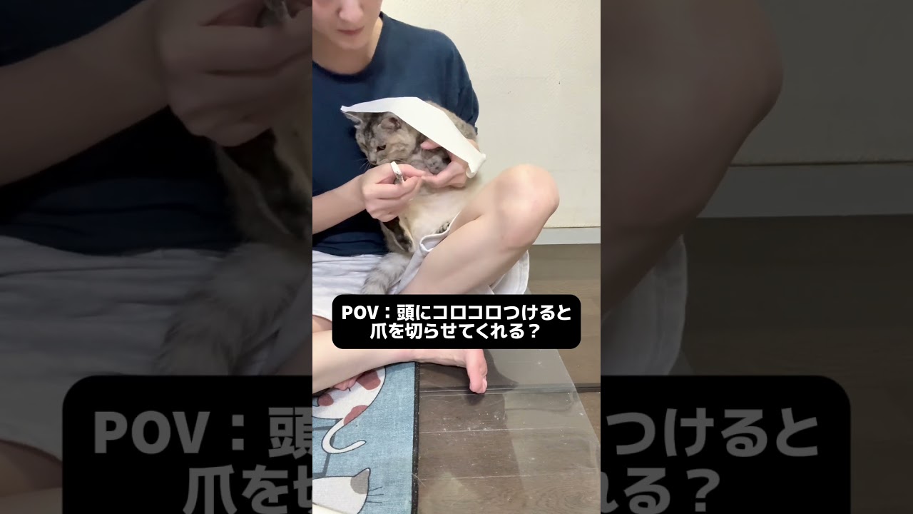 頭にコロコロをつけると大人しくなって爪を切らせてくれるって本当?#shorts #猫のいる暮らし #保護猫 