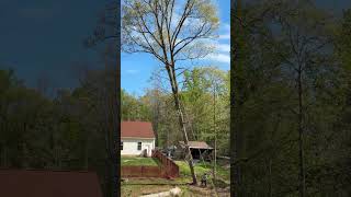 Removing White Oak Tree Near House