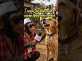 सरकार म्हणतं सोनं घेऊ नका, कुत्रा भाऊचं उत्तर ऐकून हसू थांबणार नाही, #monkeyinterview #doginterview