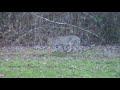 Mama bobcat and bobkittens!