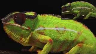 Science Today: Chameleon Color Change | California Academy of Sciences