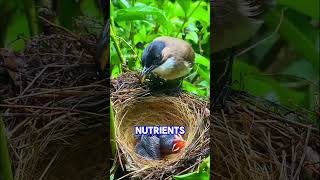 😱 Mother Bird Eats Her Baby's Poop?! The Shocking Reason Revealed! 🐦 #bodyfeed #baloo #sleepingbaby
