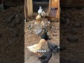 Bird Wars: A Traitor in the Midst? | Ravens vs. Bald Eagles vs. Duck Eggs