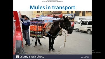 Class 4 Social Science Chapter 11 Part 3