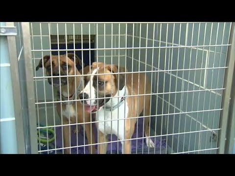 Wideo: Hotel Foster Program przyjmuje psy schroniska przyjęte w rekordowym czasie