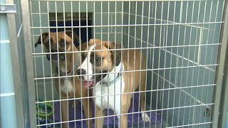 Chicago animal shelters 'desperate' for pet adoptions, foster homes as rescues reach crisis levels