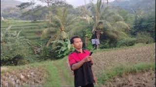 Ngevlog suasana persawahan kampung sawah lega dan persawahan kampung Cibinong