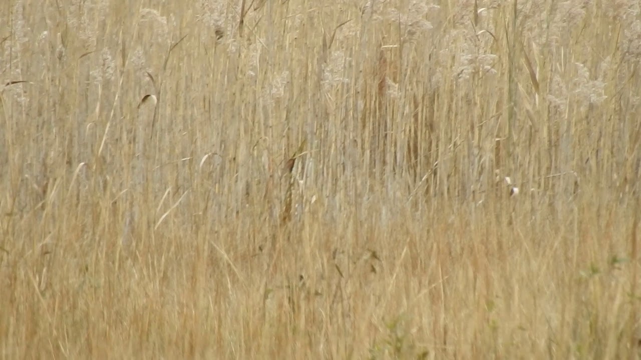 MNSA Cam: American Bittern in the grass 11/2018