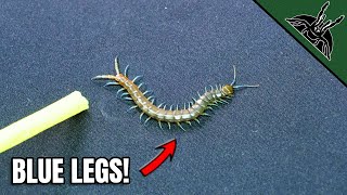 I Found Cool Centipedes