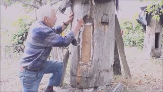 ПЧЕЛОВОДСТВО НАШИХ ДЕДОВ В КОЛОДАХ ДЛЯ ДУШИ! ДОБРАЯ СРЕДНЕРУССКАЯ ПЧЕЛА ПОЛЕСЬЯ! ОБОЛДЕННЫЙ ФИЛЬМ!