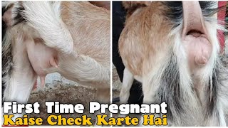 First Time Bakri Gaban ( Pregnant ) Kaise Check karen by Asif STD STAR GOATS FARM