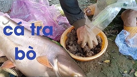 Bài mồi câu cá tra sông đồng nai hiệu quả của cần thủ thác ba zot "hiếu like fishing "
