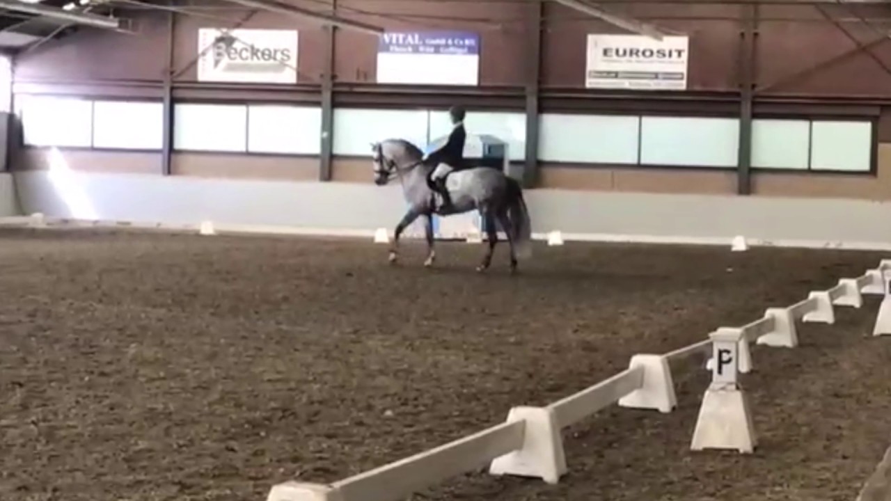 Adonis-R Advanced Dressage stallion- For Sale - YouTube