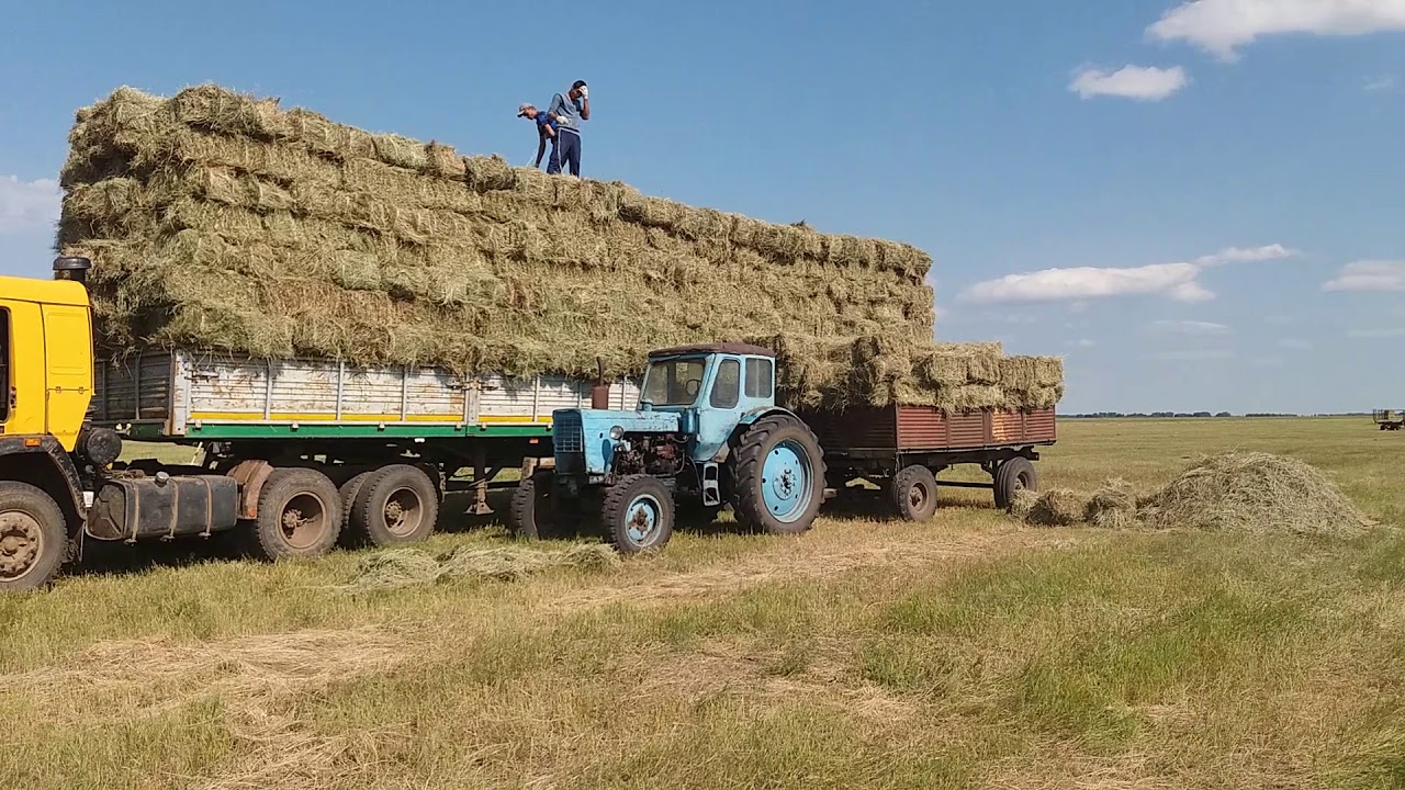 Погрузка сена. КАМАЗ С сеном. Погрузка тюков сена. КАМАЗ сено с прицепом. КАМАЗ С тюками.