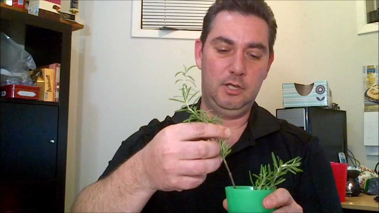 Making rosemary plants from grocery store herb YouTube