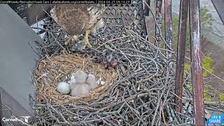 Welcome to the World N2!  Cornell Redtailed Hawks Big Red & Arthur (4/26 & 4/27)