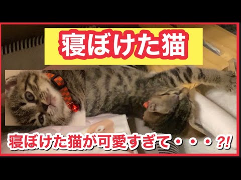 【保護猫】寝ぼけた猫が可愛すぎて父ちゃん、母ちゃんにイタズラされながらも付き合ってくれる保護猫ミルコ#保護猫 #猫のいる暮らし #寝ぼけた猫