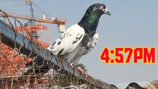 Dubai 8_Pigeons Landing 1st 2:27pm 8th 4:57pm|Pigeons Sports