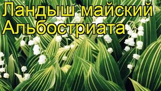 Ландыш майский Альбостриата. Краткий обзор, описание характеристик convallaria majalis Albostriata