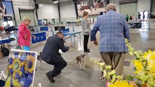 Peach Blossom Dog Show Italian Greyhound Perry Georgia Saturday 4/14/2024 Lois March