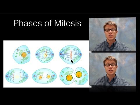 different phases of mitosis