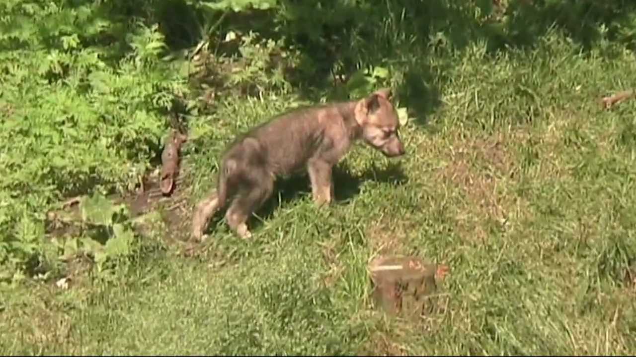 2 month old Wolf Cubs - YouTube