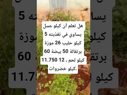 هل تعلم أن كيلو عسل يساوي في تغذيته 5 كيلو حليب 26 موزة 60 تربية النحل بإقليم أسفي