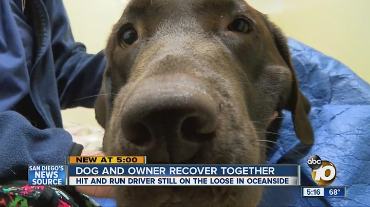 Dog, owner recovering together after hit-and-run