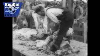1946 Colorado Sheep Shearing Contest: A Champion Crowned by Buyout Footage Historic Film Archive 52 views 2 months ago 49 seconds