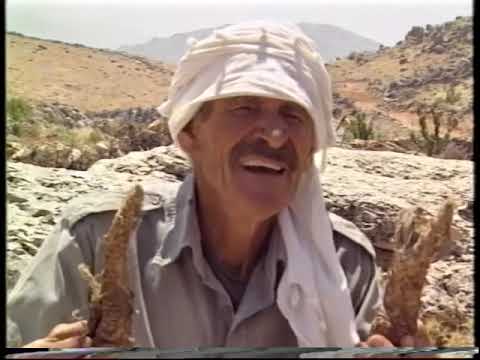 ماذا تعرفون عن شرش الزلوع الذي يستخدم كمنشط جنسي تحقيق عن زراعته في لبنان سنة ١٩٩٨