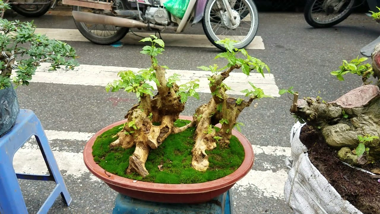 SH.1521.Bất ngờ Báo giá 1tr cây Xương Cá Song Ngư rất đẹp và 300-500K một số loại tại chợ VP.Hà Nội