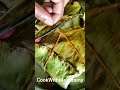 Fish Pollichadhu || Meen Pollichadhu
