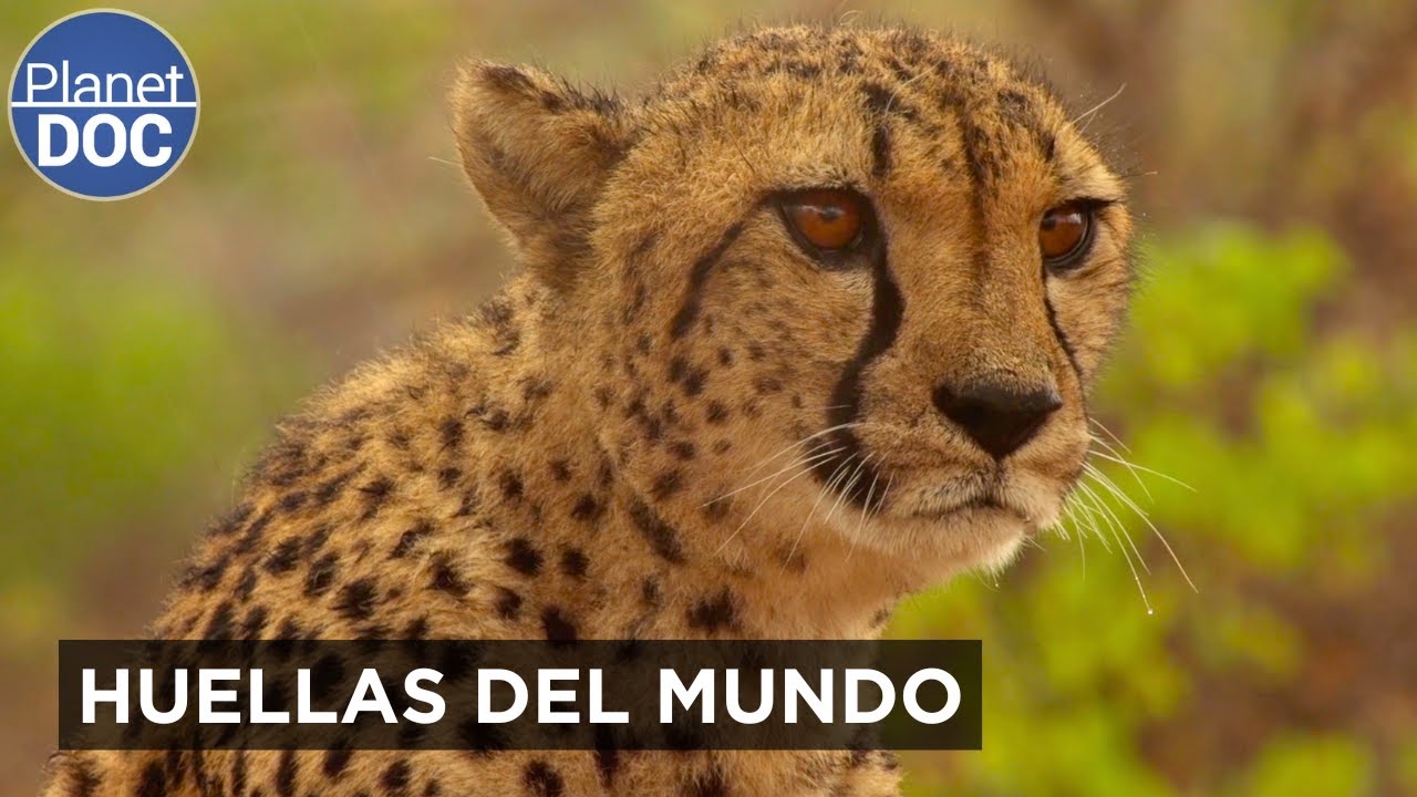 ALMA VIAJERA: Herencia Viva Del Planeta | Planet DOC