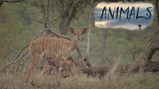 African Nyala antelope in the wild.Animals Of The World.Domestic and Wild Animals.Animal world.HD