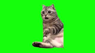 Green Screen Shocked Cat Meme