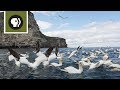 Gannets Diving for Fish