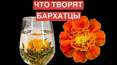Что творят БАРХАТЦЫ с телом? 90% людей ДАЖЕ НЕ ЗНАЮТ о применении БАРХАТЦЕВ