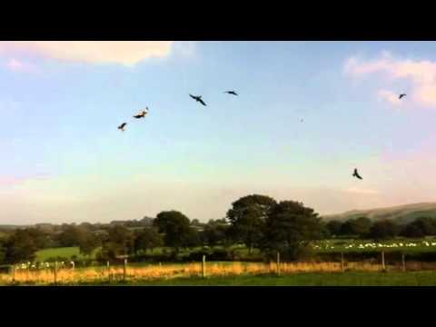 Red Kite feeding frenzy