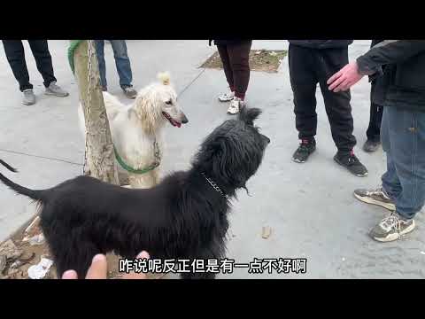 这个品种的狗没几个认识的阿富汗猎犬