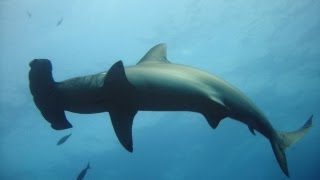 Best of diving in Malpelo - Plongées à Malpelo (HD)