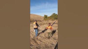 Birds moving! #pheasanthunting #pointer #pheasants #hunting #huntingdog #birdhunt #birddog #gsp