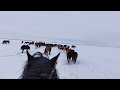 Сгон табуна. driving the herd